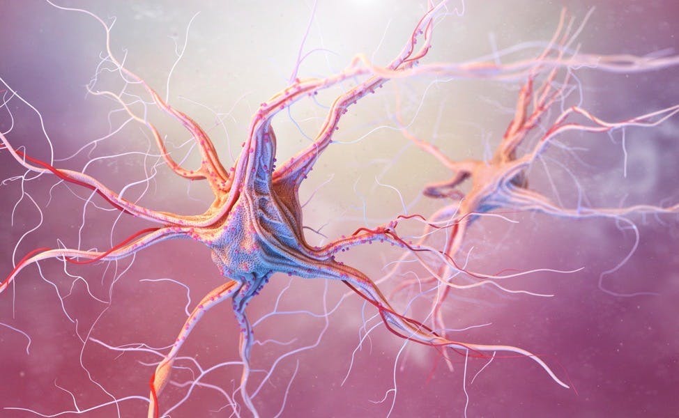 Neurons and nervous systems